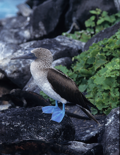 Blue_footed_Booby_97_Galapagos_008