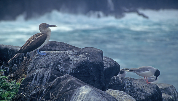 Blue_footed_Booby_97_Galapagos_015