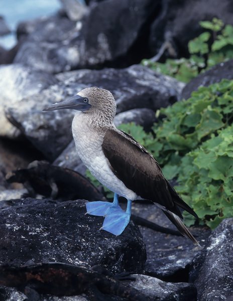 Blue_footed_Booby_97_Galapagos_018