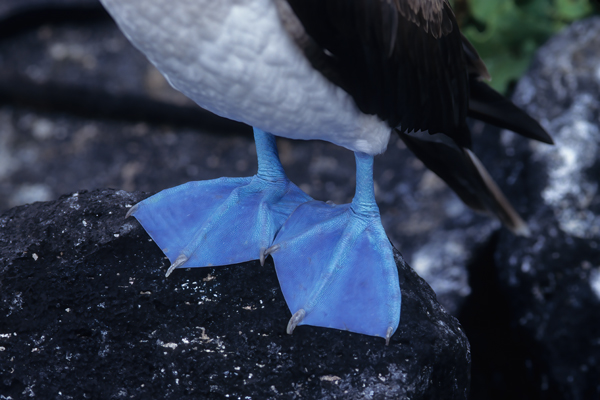 Blue_footed_Booby_97_Galapagos_019