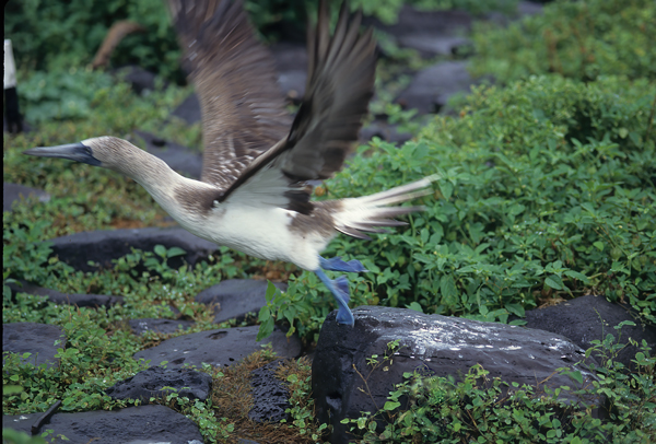 Blue_footed_Booby_97_Galapagos_020
