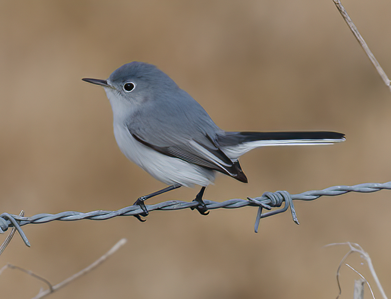 Blue_gray_Gnatcatcher_11_FL_003