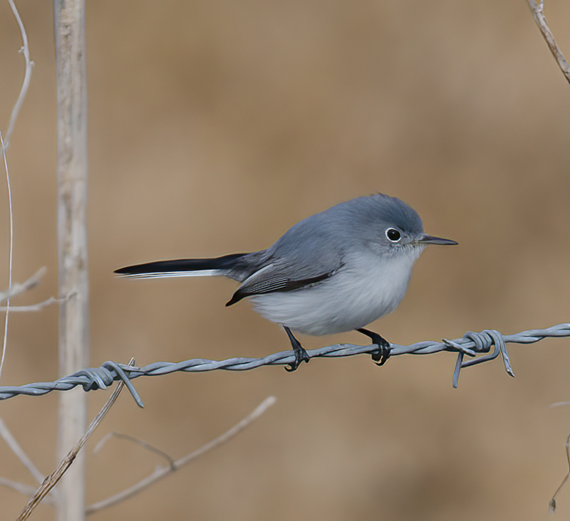 Blue_gray_Gnatcatcher_11_FL_005
