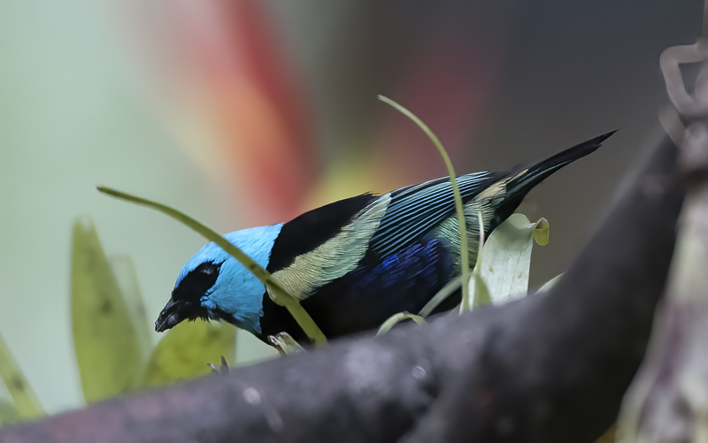 Blue_necked_Tanager_17_Peru_001