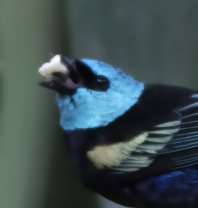 Blue_necked_Tanager_17_Peru_007