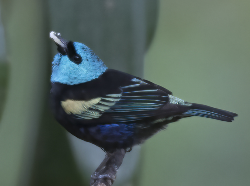 Blue_necked_Tanager_17_Peru_008