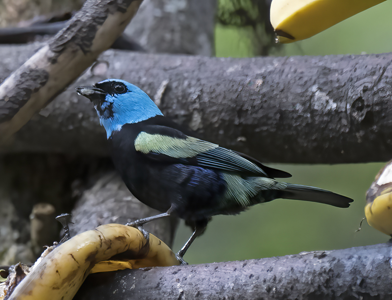 Blue_necked_Tanager_17_Peru_021