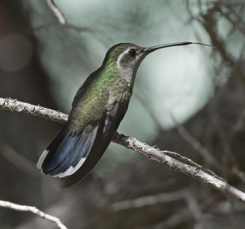 Blue_throated_Hummingbird_15_AZ_006