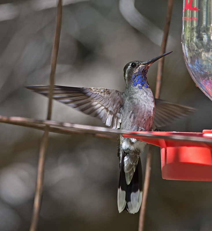 Blue_throated_Hummingbird_15_AZ_016
