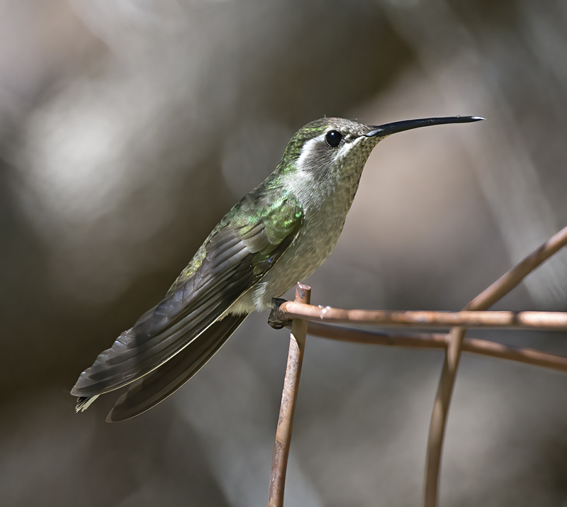 Blue_throated_Hummingbird_15_AZ_018