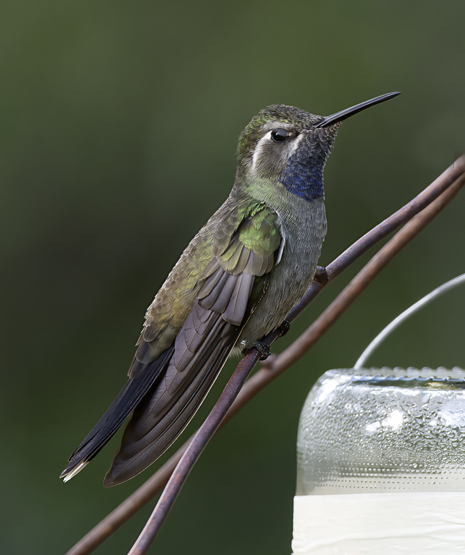 Blue_throated_Hummingbird_15_AZ_026