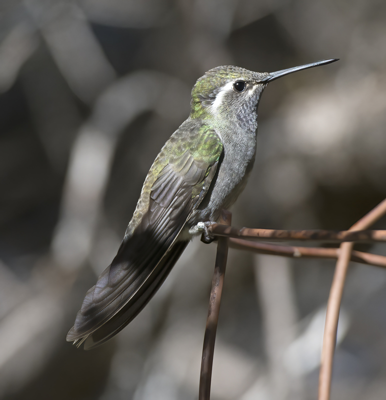 Blue_throated_Hummingbird_15_AZ_046
