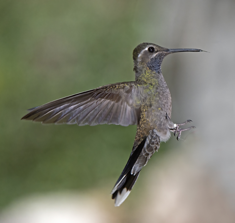Blue_throated_Hummingbird_15_AZ_056