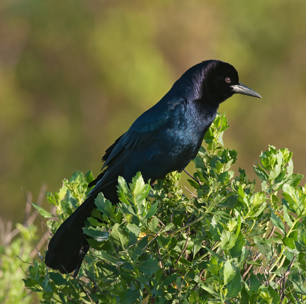 Boat_tailed_Grackle_10_FL_017
