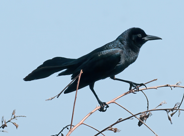Boat_tailed_Grackle_11_FL_012