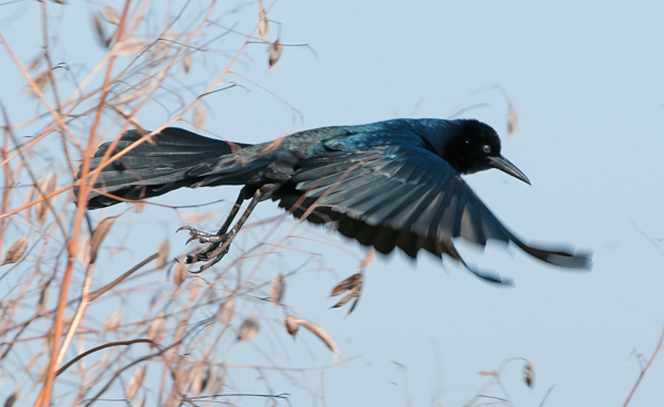 Boat_tailed_Grackle_11_FL_019
