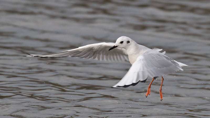 Bonapartes_Gull_10_CA_019