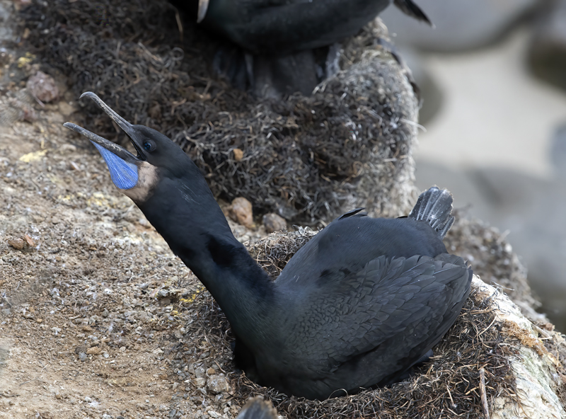 Brandts_Cormorant_21_CA_005