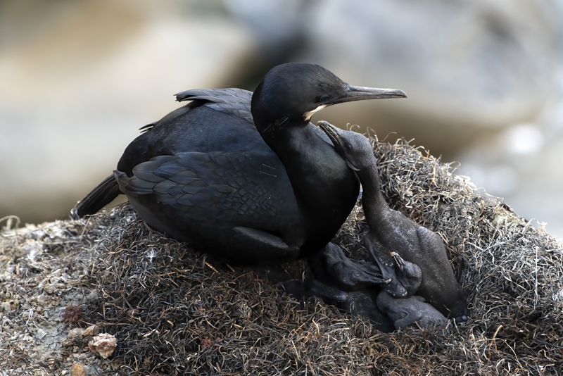 Brandts_Cormorant_21_CA_010