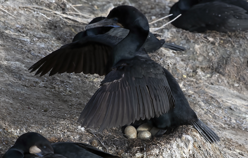 Brandts_Cormorant_21_CA_027