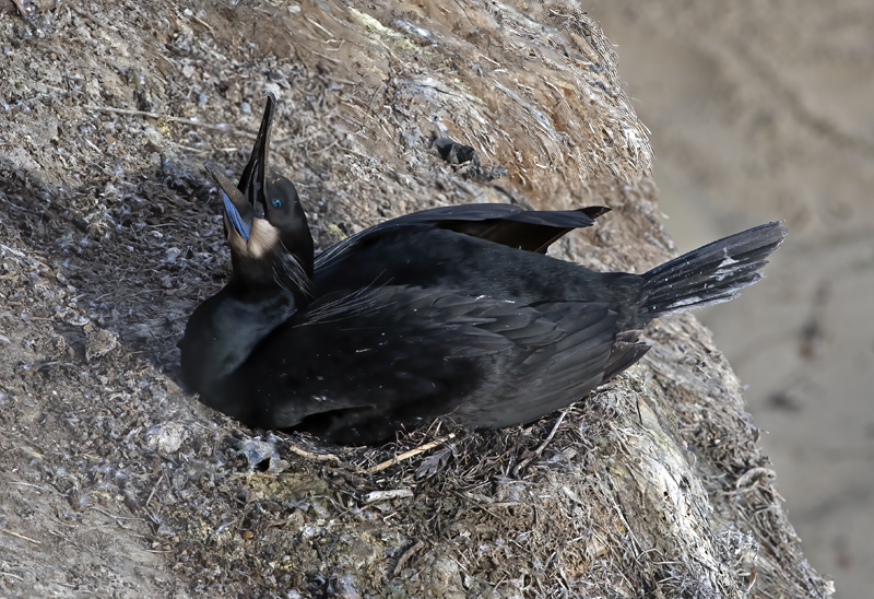 Brandts_Cormorant_21_CA_030