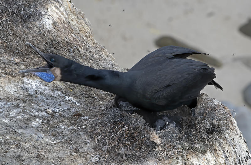 Brandts_Cormorant_21_CA_054