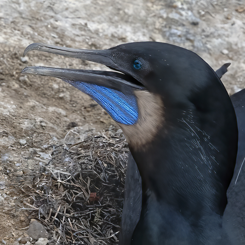 Brandts_Cormorant_21_CA_057