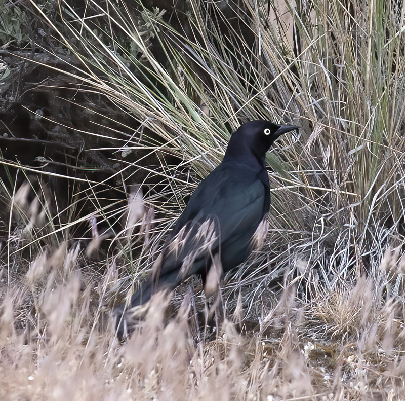 Brewers_Blackbird_17_OR_003