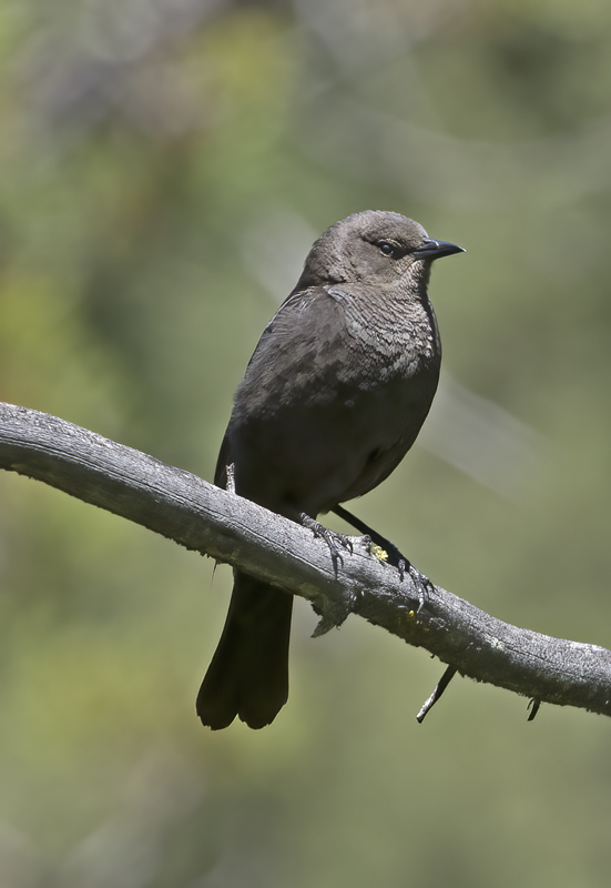 Brewers_Blackbird_17_OR_006