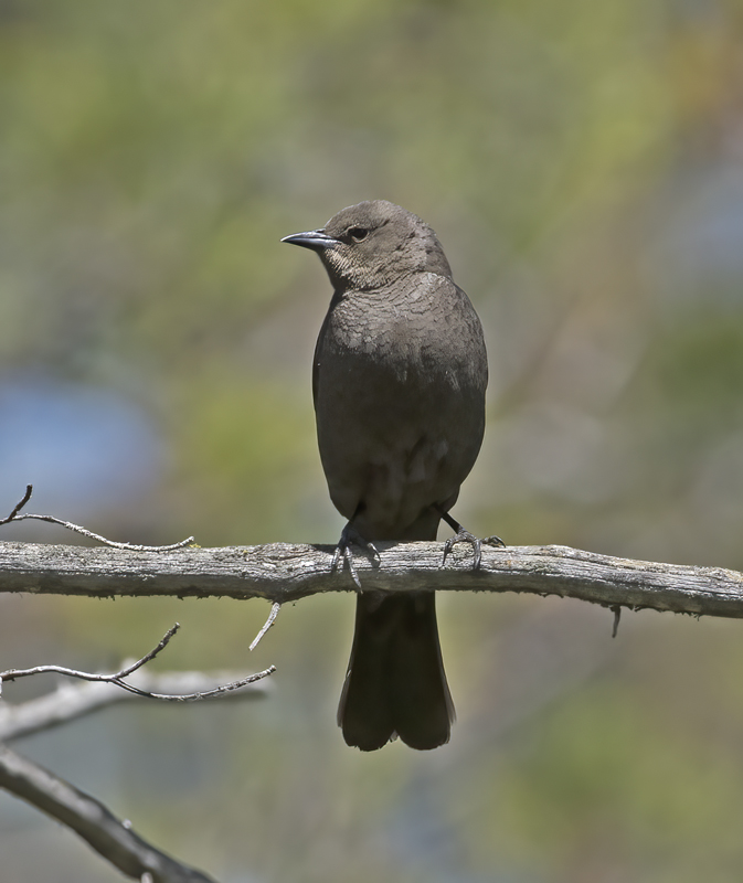 Brewers_Blackbird_17_OR_040