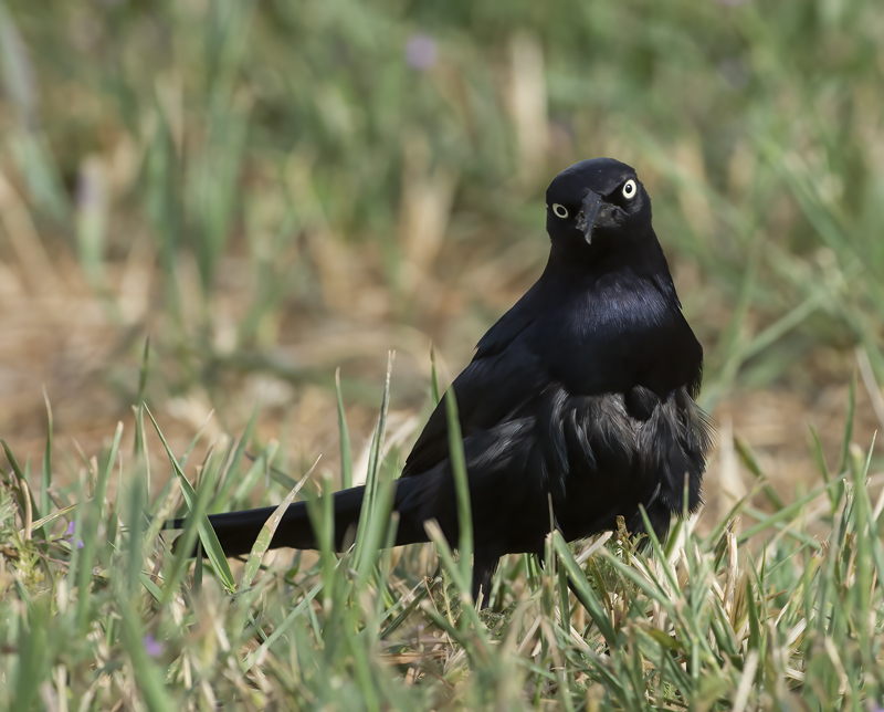 Brewers_Blackbird_17_OR_052