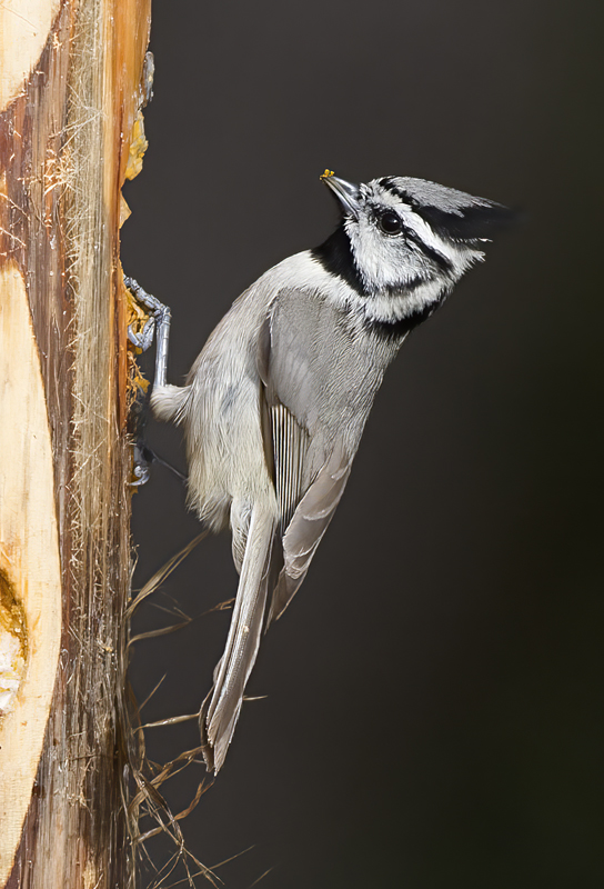 Bridled_Titmouse_15_AZ_009