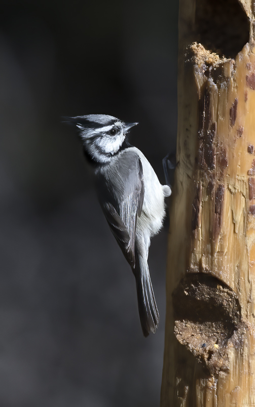 Bridled_Titmouse_18_AZ_002