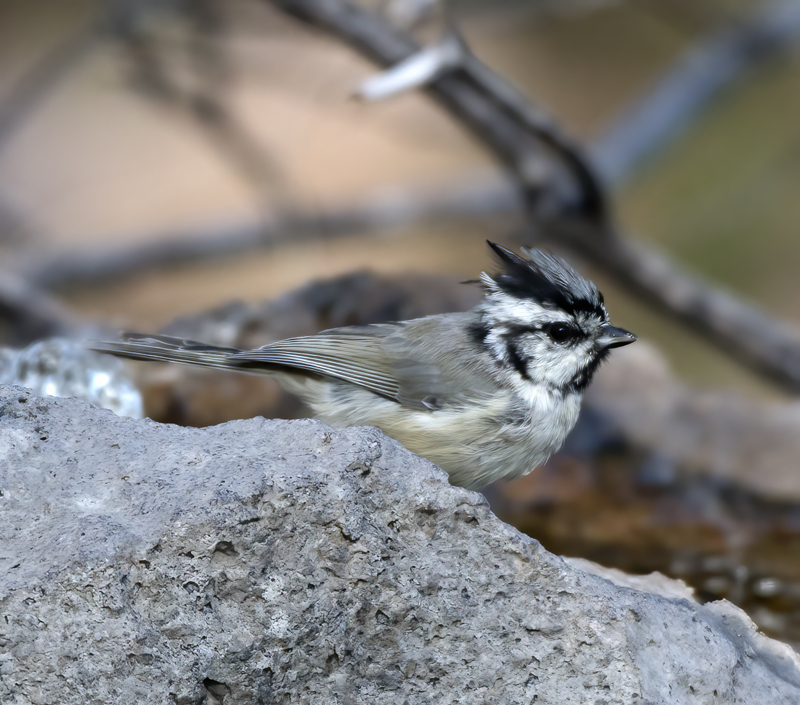 Bridled_Titmouse_18_AZ_007