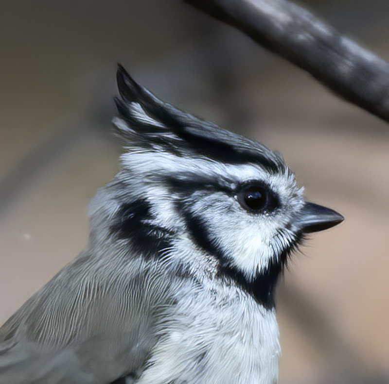Bridled_Titmouse_18_AZ_013