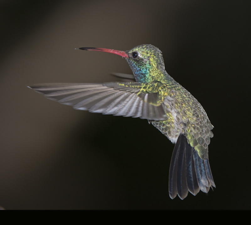 Broad_billed_Hummingbird_15_AZ_079