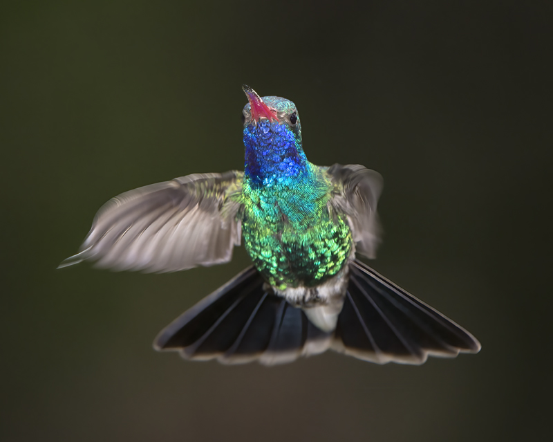 Broad_billed_Hummingbird_15_AZ_093