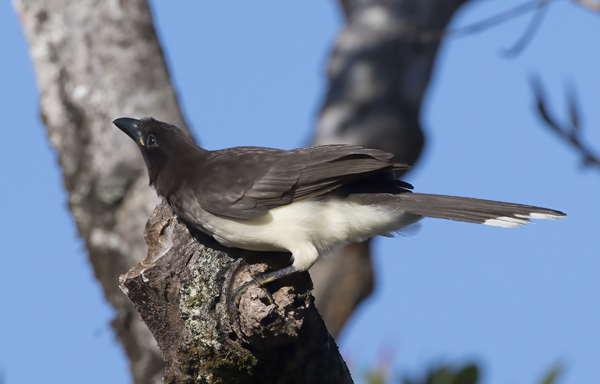 Brown_Jay_17_Costa_Rica_001