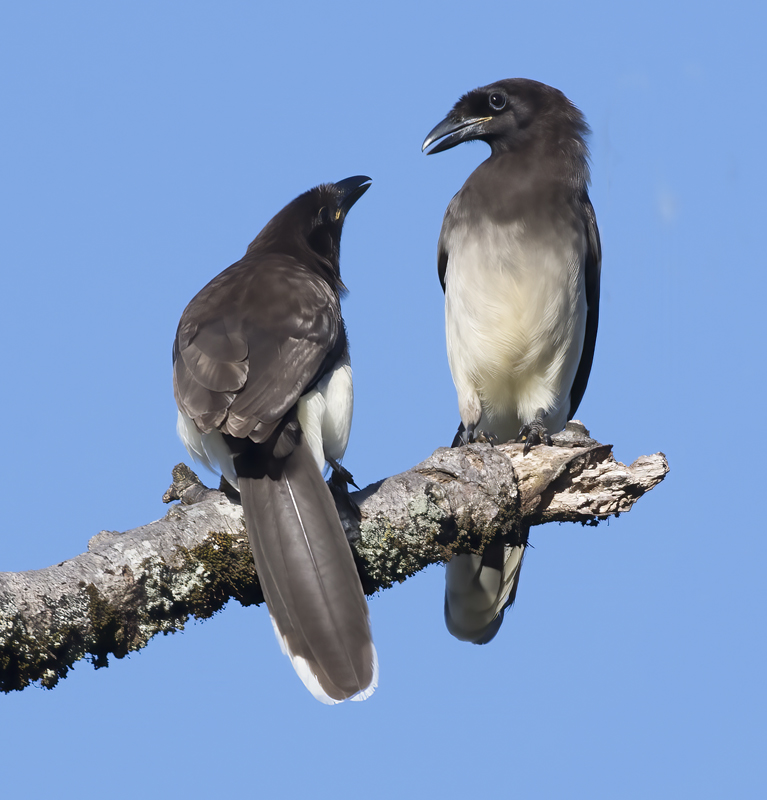 Brown_Jay_17_Costa_Rica_004