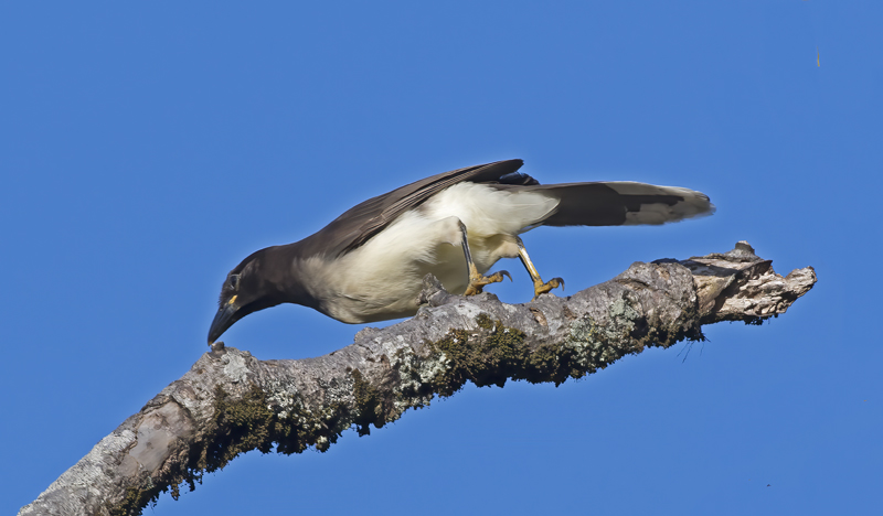 Brown_Jay_17_Costa_Rica_006