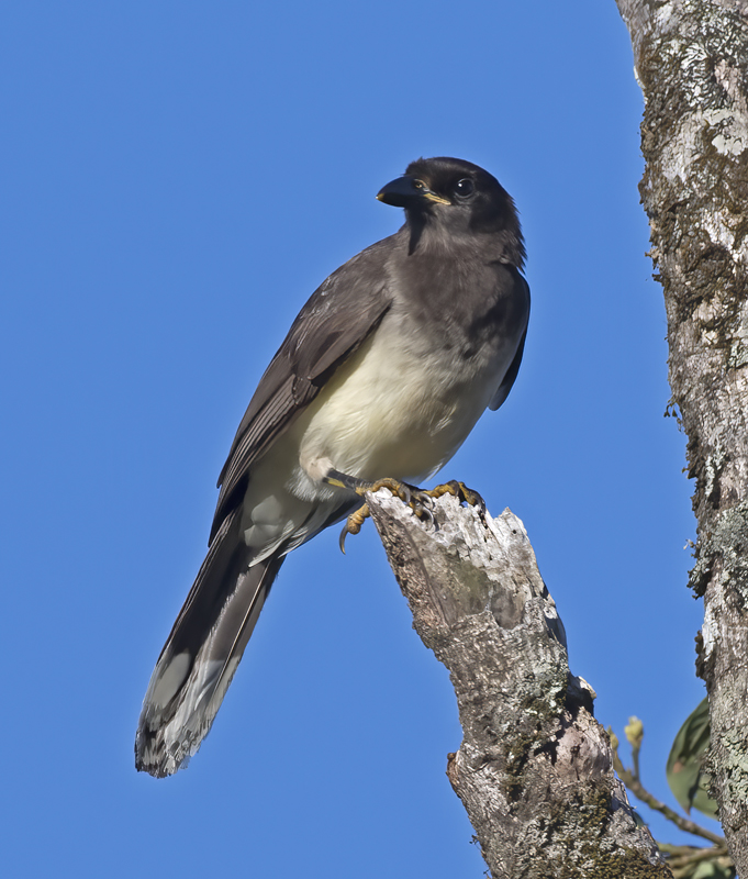 Brown_Jay_17_Costa_Rica_008