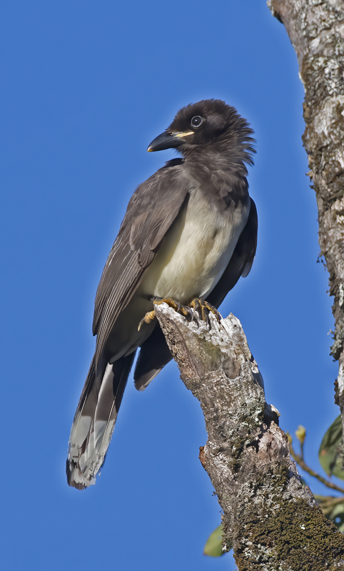 Brown_Jay_17_Costa_Rica_018