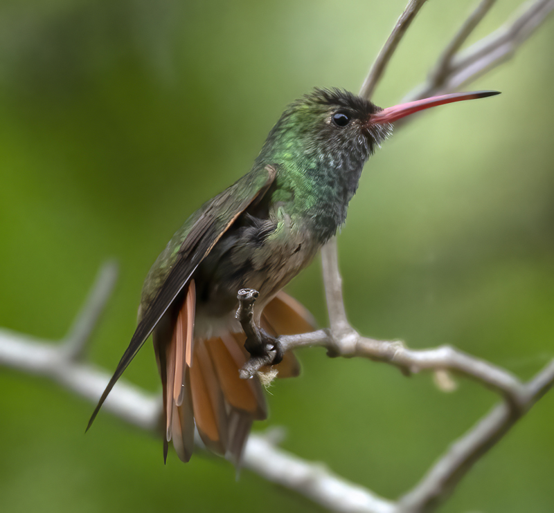 Buff-bellied_Hummingbird_19_TX_080