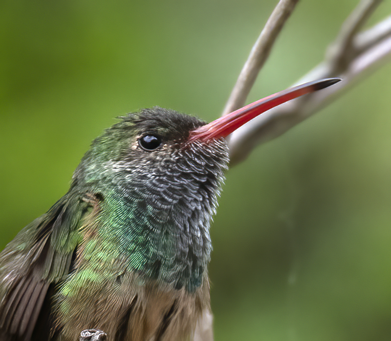 Buff-bellied_Hummingbird_19_TX_100