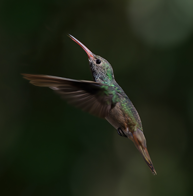 Buff_bellied_Hummingbrd_12_TX_002