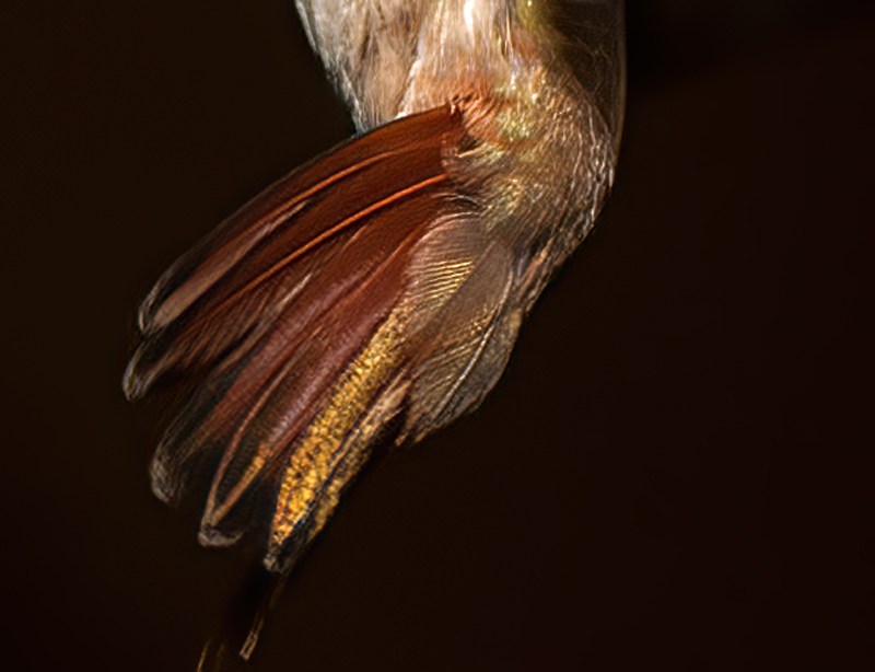 Buff_bellied_Hummingbrd_12_TX_015