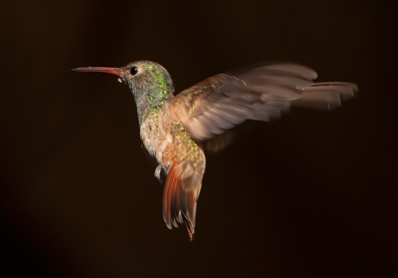 Buff_bellied_Hummingbrd_12_TX_016