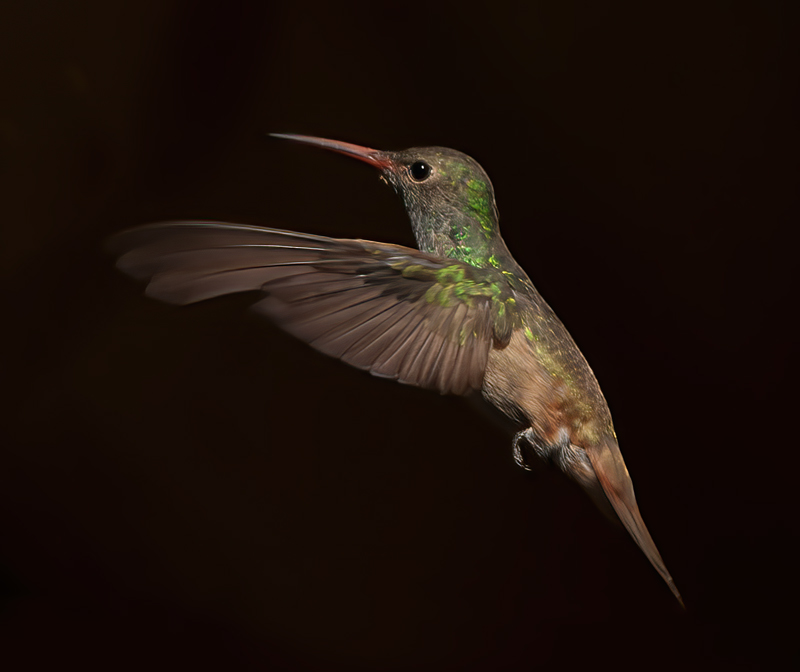 Buff_bellied_Hummingbrd_12_TX_027