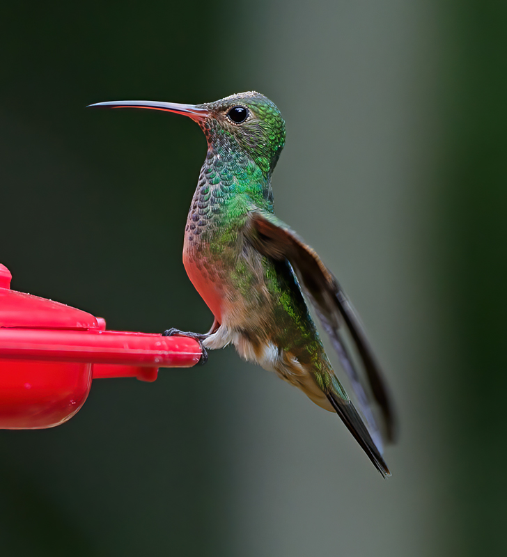 Buff_bellied_Hummingbrd_12_TX_057