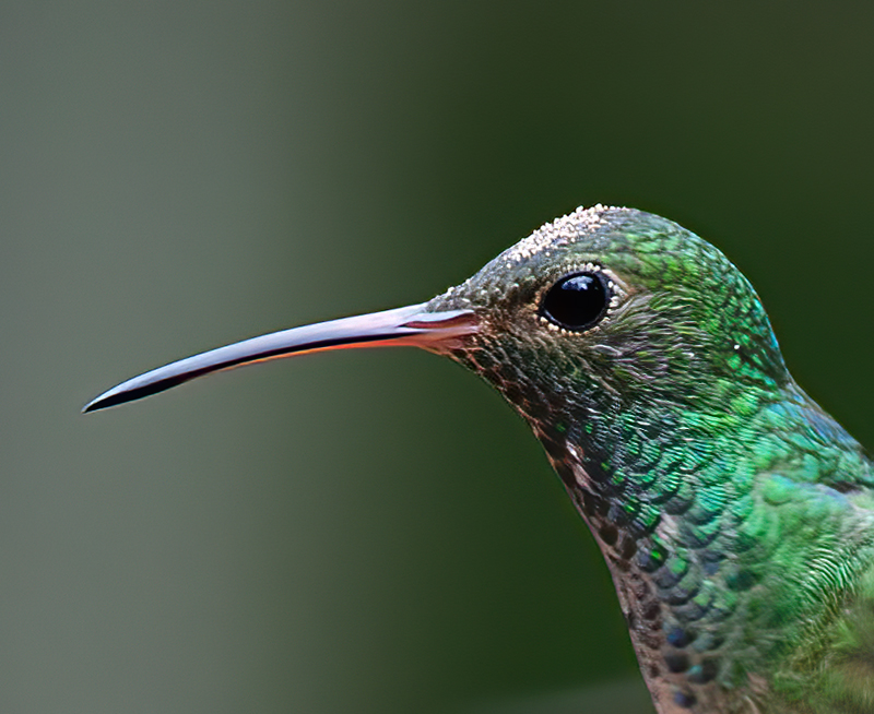 Buff_bellied_Hummingbrd_12_TX_062